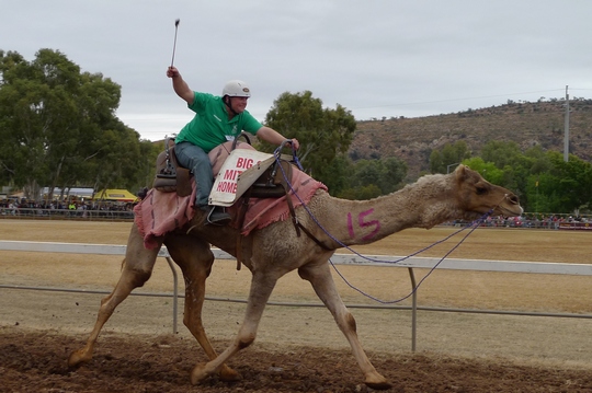 camelcup10