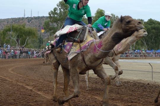 camelcup13