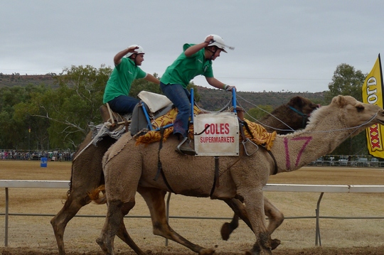 camelcup8