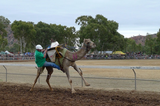 camelcup9