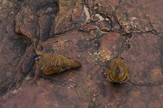 kingscanyon15