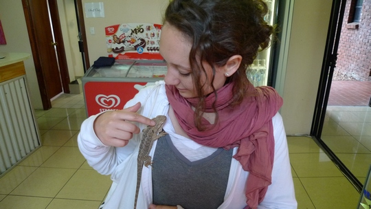 lezard