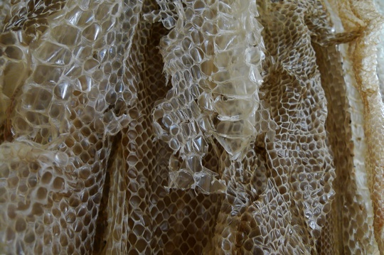 reptile_center