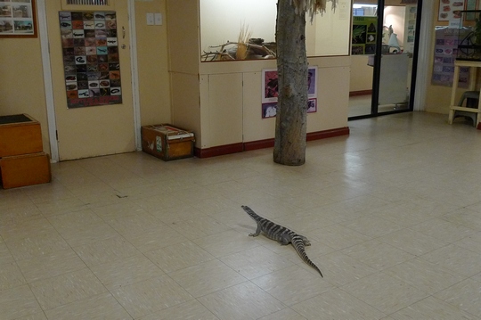 reptile_center13