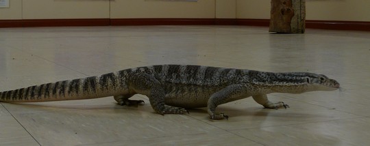 reptile_center14