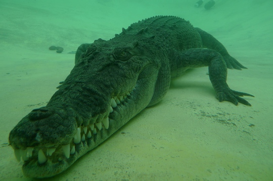 reptile_center16