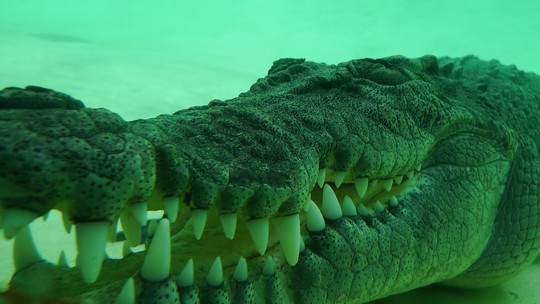 reptile_center18