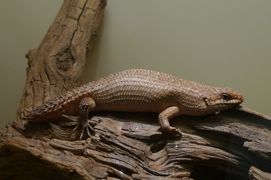 reptile_center2