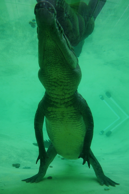 reptile_center20