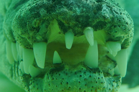 reptile_center21