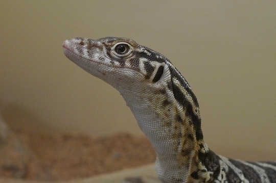 reptile_center4
