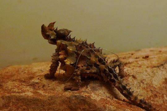 reptile_center5