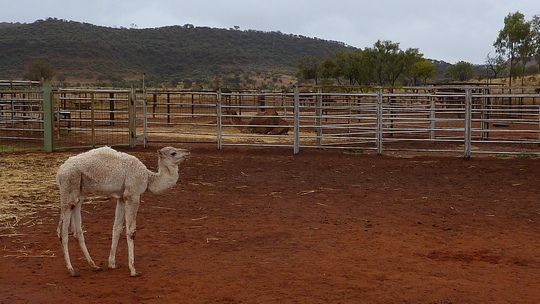 uluru1bis