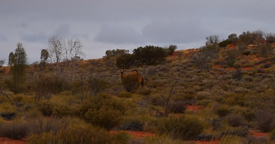 uluru40