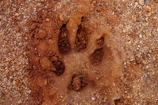 alice_springs_daily42