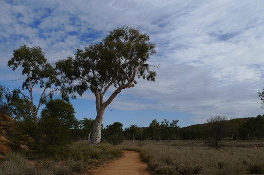 alice_springs_daily43